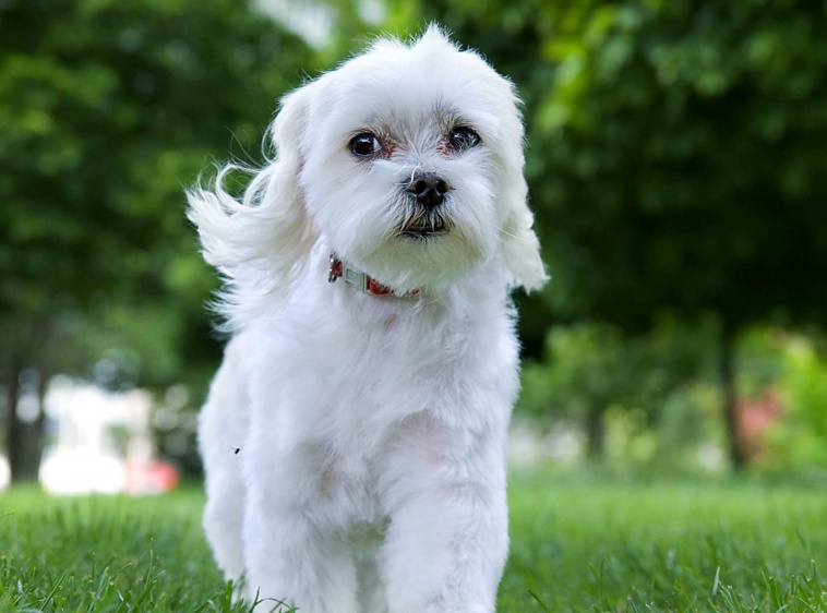 Groomer Łapy4 Psi Fryzjer Warszawa | Trymowanie i Strzyżenie Psów Bemowo 