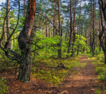 Kampinoski Park Narodowy - skarb przyrody po sąsiedzku