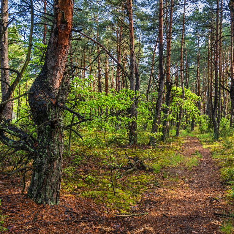 Kampinoski Park Narodowy - skarb przyrody po sąsiedzku