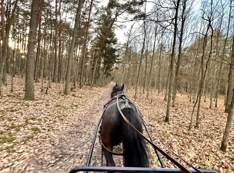 Przejażdżki bryczką 